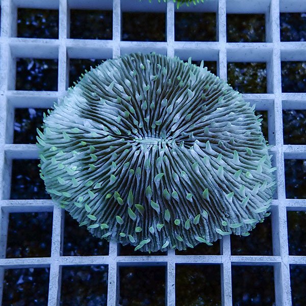 【サンゴ現物20】クサビライシ !15時までのご注文で当日発送 【サンゴ】(t222