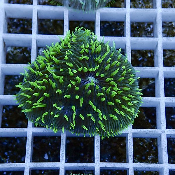 【サンゴ現物21】クサビライシ !15時までのご注文で当日発送 【サンゴ】(t222