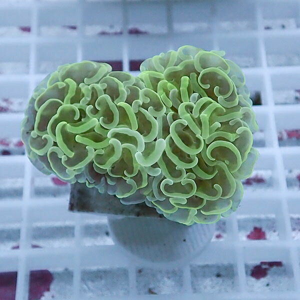 【サンゴ現物88】ナガレハナサンゴ!15時までのご注文で当日発送 【サンゴ】(t136