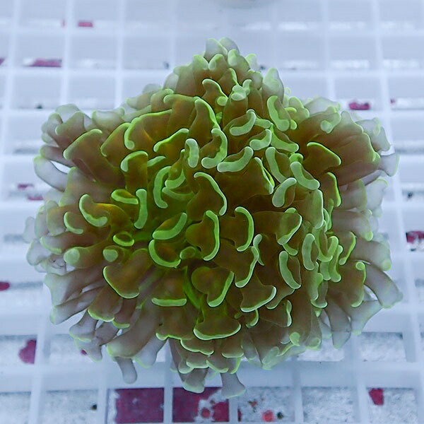 【サンゴ現物89】ナガレハナサンゴ!15時までのご注文で当日発送 【サンゴ】(t136