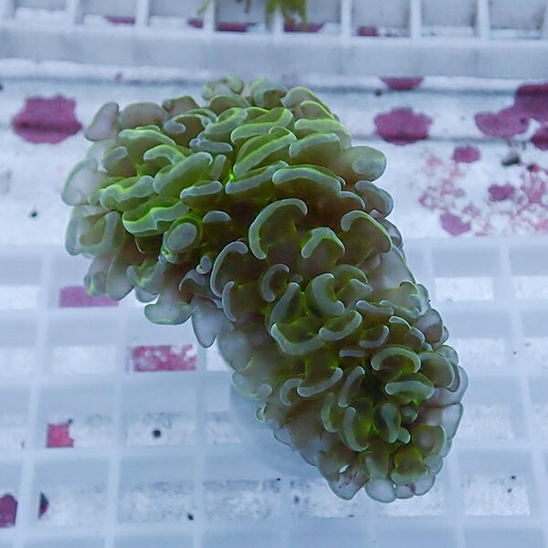 【サンゴ現物90】ナガレハナサンゴ!15時までのご注文で当日発送 【サンゴ】(t136