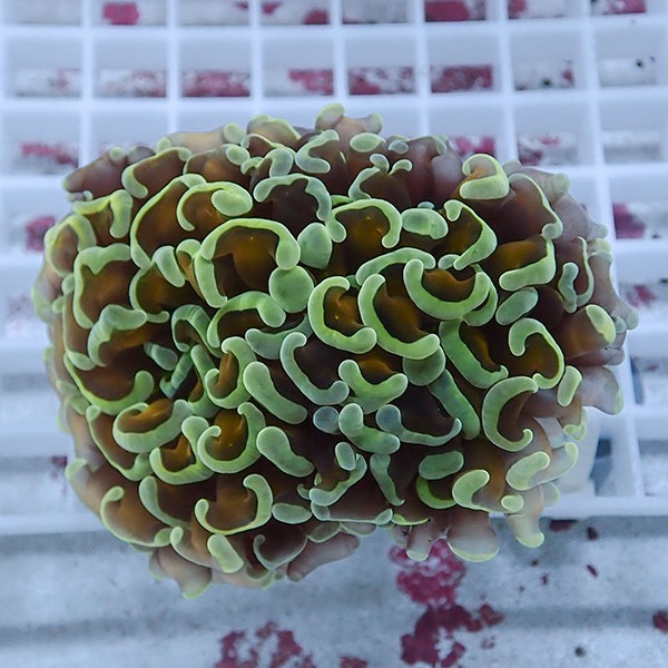 【サンゴ現物91】ナガレハナサンゴ!15時までのご注文で当日発送 【サンゴ】(t136