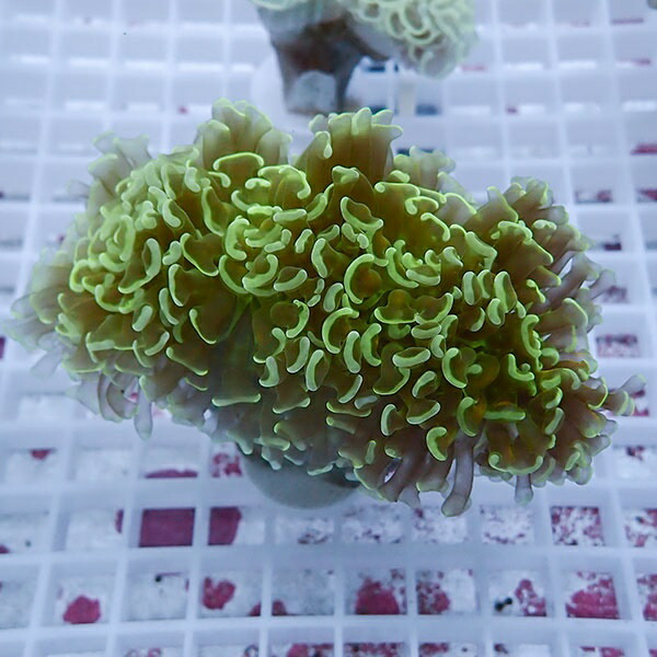 【サンゴ現物92】ナガレハナサンゴ!15時までのご注文で当日発送 【サンゴ】(t136