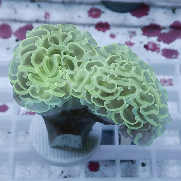 【サンゴ現物93】ナガレハナサンゴ!15時までのご注文で当日発送 【サンゴ】(t136