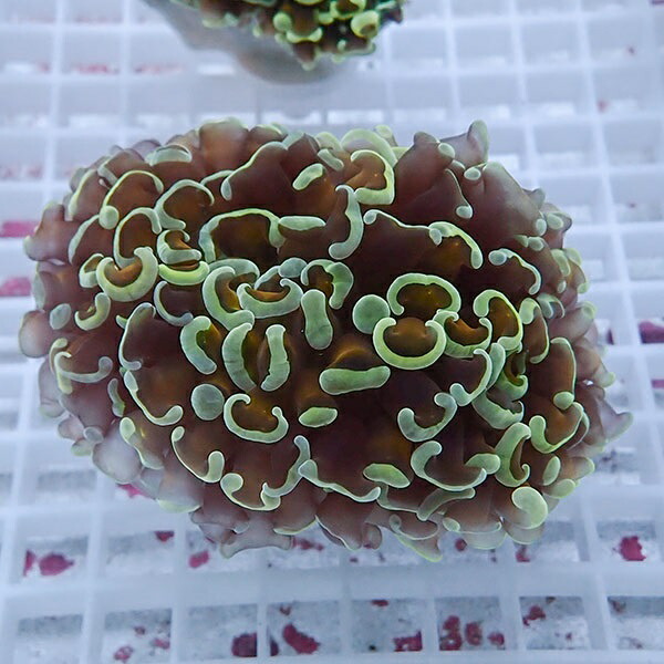 【サンゴ現物94】ナガレハナサンゴ!15時までのご注文で当日発送 【サンゴ】(t136