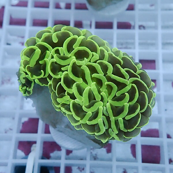 【サンゴ現物97】ナガレハナサンゴ!15時までのご注文で当日発送 【サンゴ】(t136