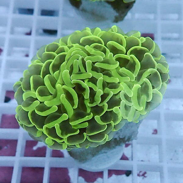 【サンゴ現物98】ナガレハナサンゴ!15時までのご注文で当日発送 【サンゴ】(t136