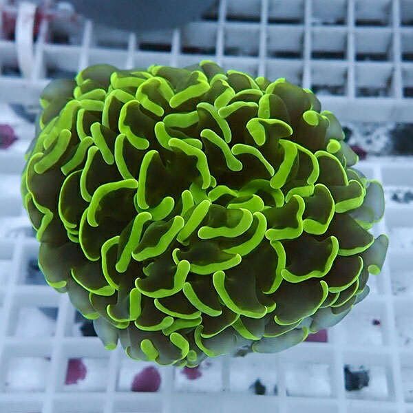 【サンゴ現物99】ナガレハナサンゴ!15時までのご注文で当日発送 【サンゴ】(t136