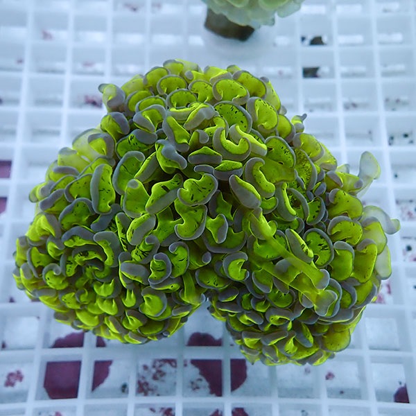 【サンゴ現物100】ナガレハナサンゴ!15時までのご注文で当日発送 【サンゴ】(t136