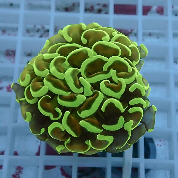 【サンゴ現物103】ナガレハナサンゴ!15時までのご注文で当日発送 【サンゴ】(t136