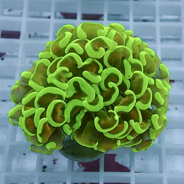 【サンゴ現物104】ナガレハナサンゴ!15時までのご注文で当日発送 【サンゴ】(t136