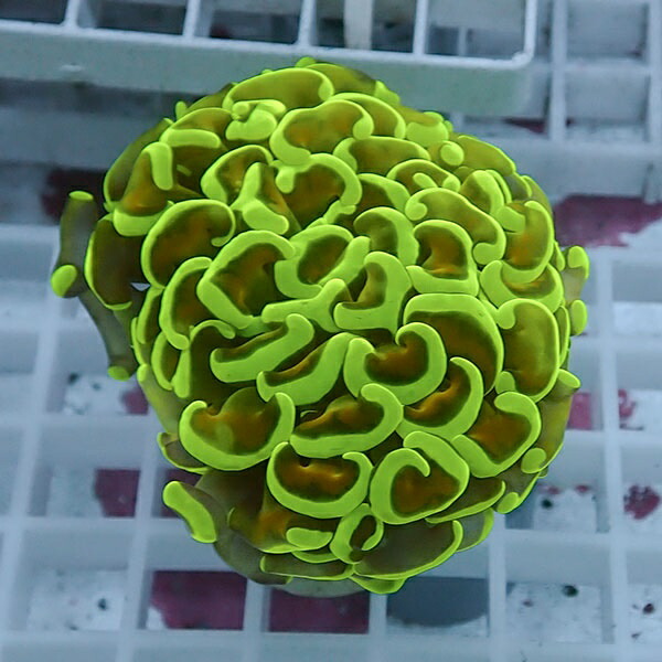 【サンゴ現物105】ナガレハナサンゴ!15時までのご注文で当日発送 【サンゴ】(t136