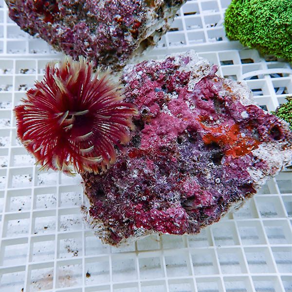 【現物6】ホンケヤリ!15時までのご注文で当日発送(t229