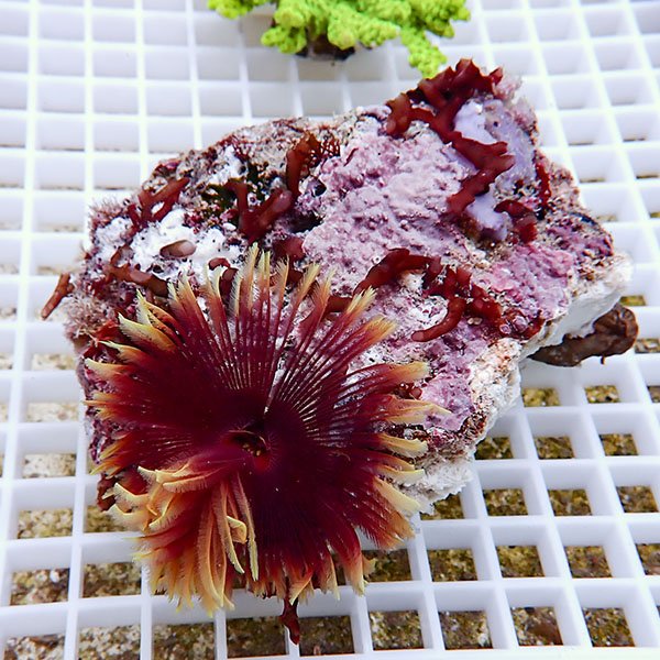 【現物7】ホンケヤリ!15時までのご注文で当日発送(t229