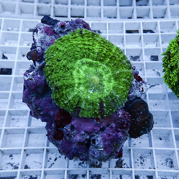 【サンゴ現物15】★ハナガタサンゴ !15時までのご注文で当日発送(t134 (t253