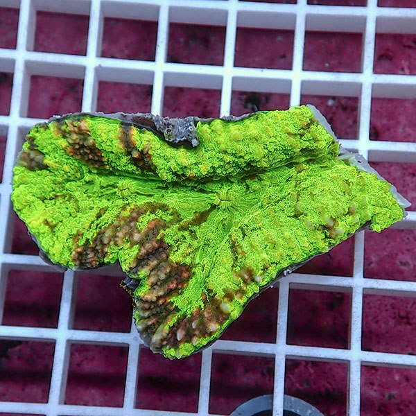 【サンゴ現物20】ハナガタサンゴ !15時までのご注文で当日発送(t134