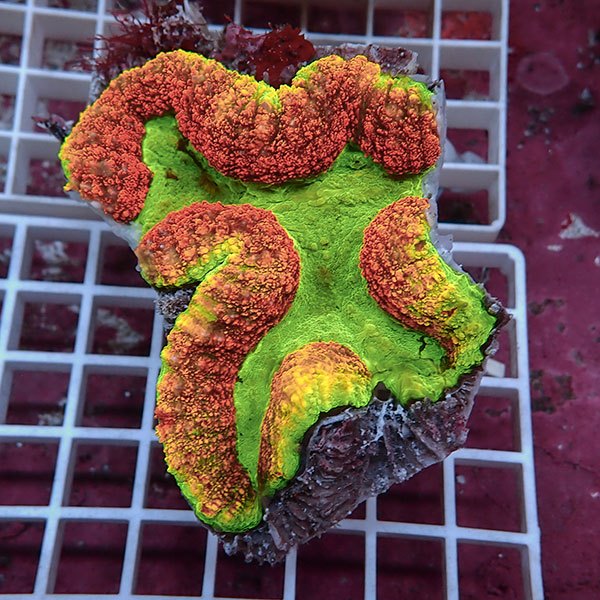 【サンゴ現物21】ハナガタサンゴ !15時までのご注文で当日発送(t134