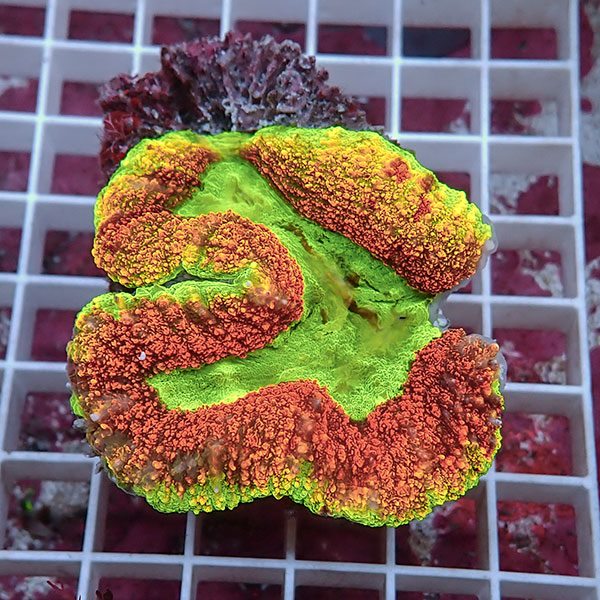 【サンゴ現物22】ハナガタサンゴ !15時までのご注文で当日発送(t134