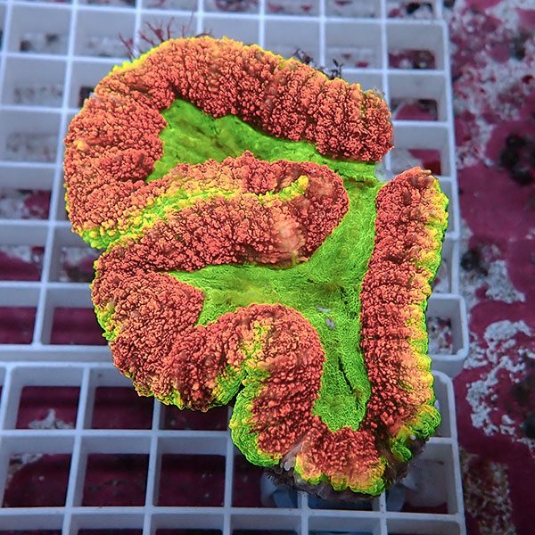 【サンゴ現物23】ハナガタサンゴ !15時までのご注文で当日発送(t134