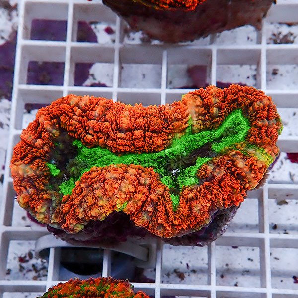 【サンゴ現物24】ハナガタサンゴ !15時までのご注文で当日発送(t134