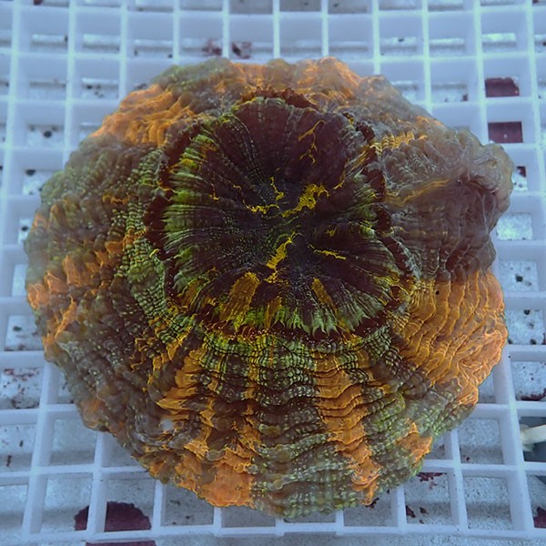 【サンゴ現物2】アザミハナガタサンゴ !15時までのご注文で当日発送 【サンゴ】(t135