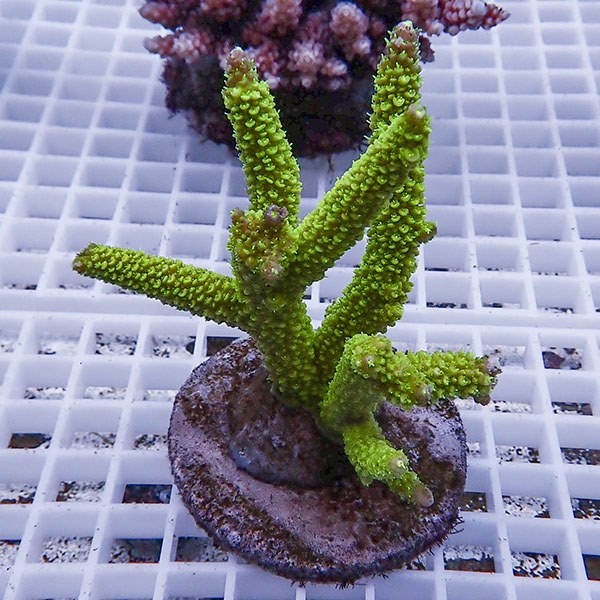 【サンゴ現物91】ブリードミドリイシ !15時までのご注文で当日発送 【ミドリイシ】(t214