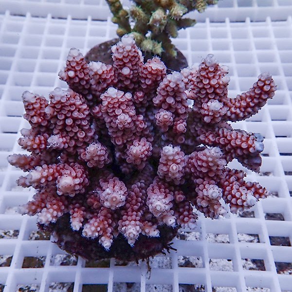 【サンゴ現物92】ブリードミドリイシ !15時までのご注文で当日発送 【ミドリイシ】(t214