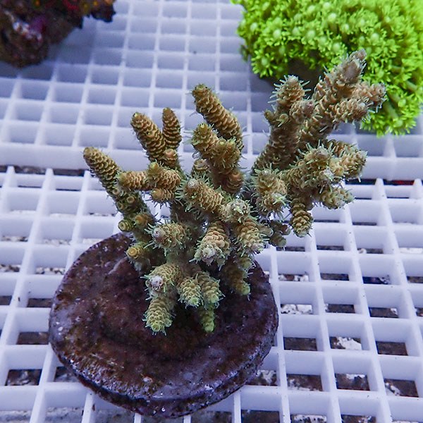 【サンゴ現物93】ブリードミドリイシ !15時までのご注文で当日発送 【ミドリイシ】(t214