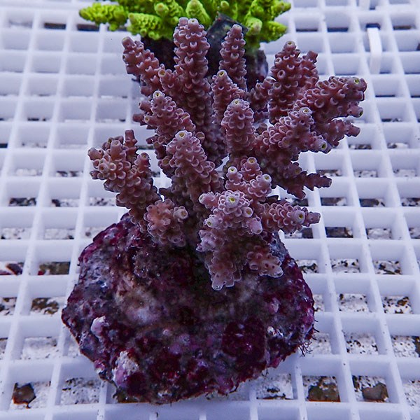 【サンゴ現物94】ブリードミドリイシ !15時までのご注文で当日発送 【ミドリイシ】(t214