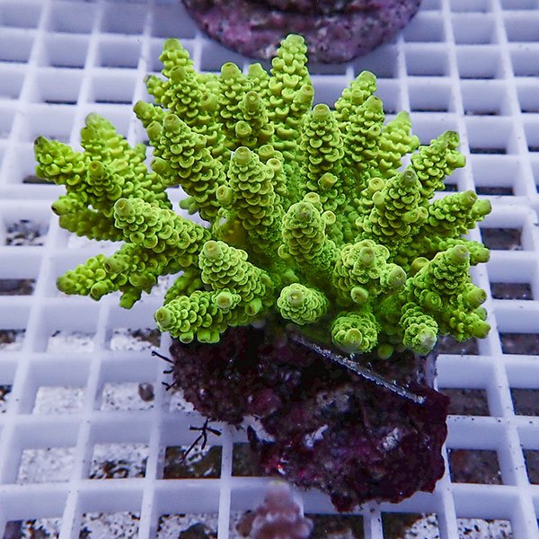 【サンゴ現物95】ブリードミドリイシ !15時までのご注文で当日発送 【ミドリイシ】(t214