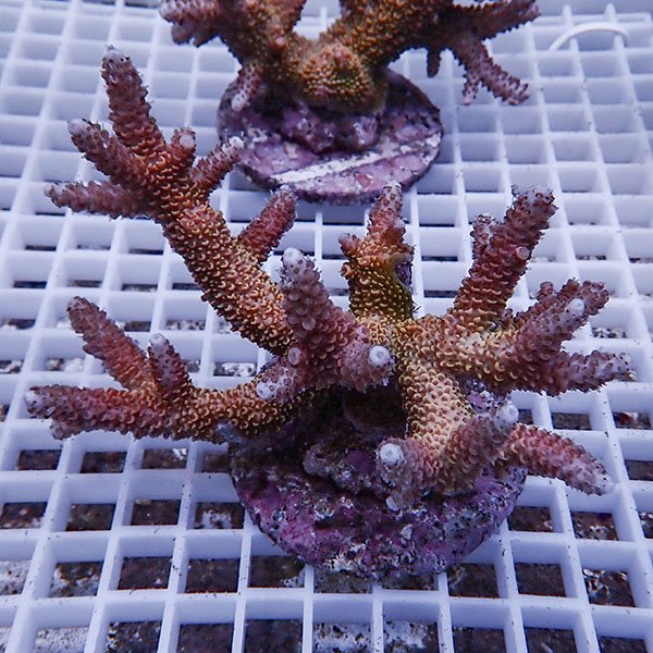 【サンゴ現物96】ブリードミドリイシ !15時までのご注文で当日発送 【ミドリイシ】(t214