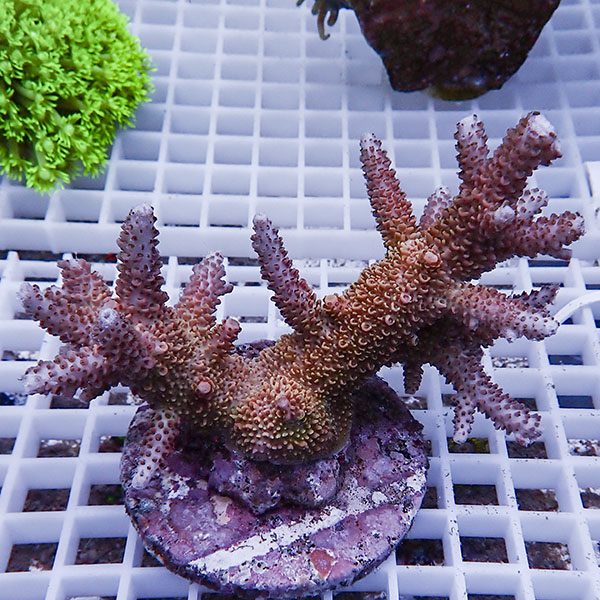 【サンゴ現物97】ブリードミドリイシ !15時までのご注文で当日発送 【ミドリイシ】(t214