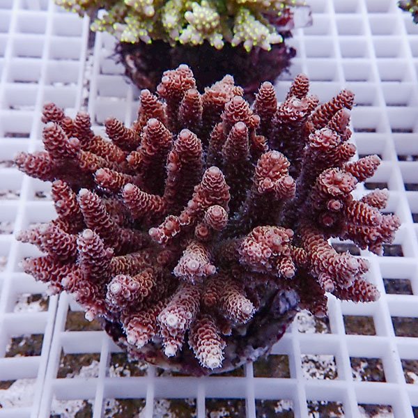 【サンゴ現物98】ブリードミドリイシ !15時までのご注文で当日発送 【ミドリイシ】(t214