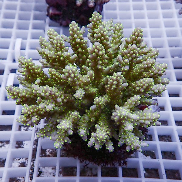 【サンゴ現物99】ブリードミドリイシ !15時までのご注文で当日発送 【ミドリイシ】(t214