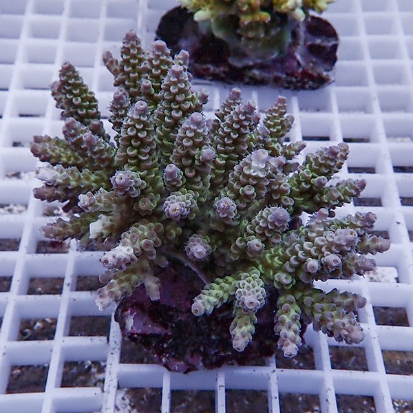 【サンゴ現物100】ブリードミドリイシ !15時までのご注文で当日発送 【ミドリイシ】(t214