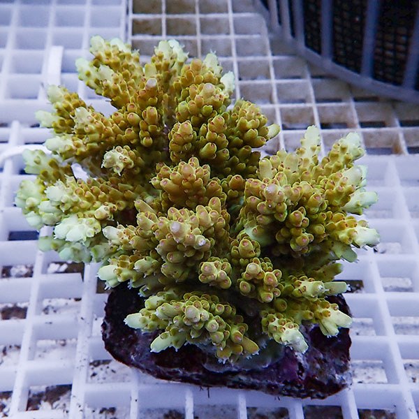 【サンゴ現物101】ブリードミドリイシ !15時までのご注文で当日発送 【ミドリイシ】(t214