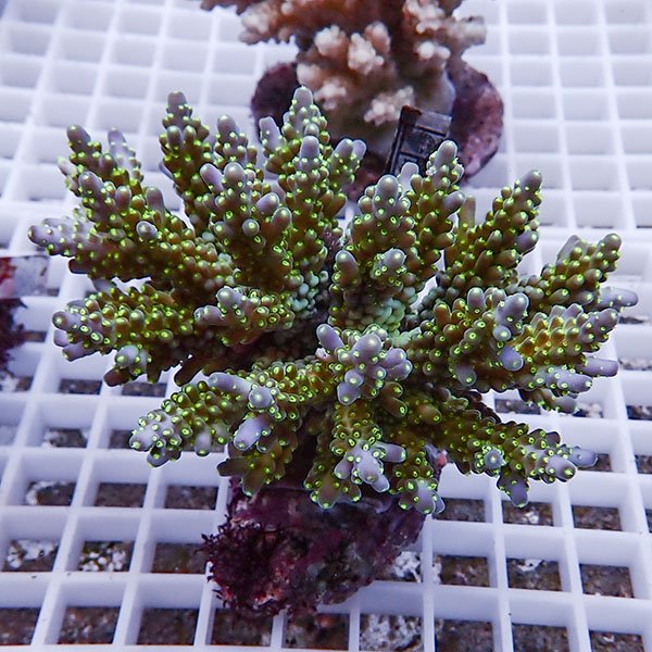 【サンゴ現物102】ブリードミドリイシ !15時までのご注文で当日発送 【ミドリイシ】(t214