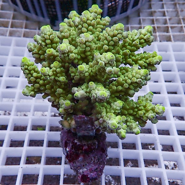 【サンゴ現物104】ブリードミドリイシ !15時までのご注文で当日発送 【ミドリイシ】(t214