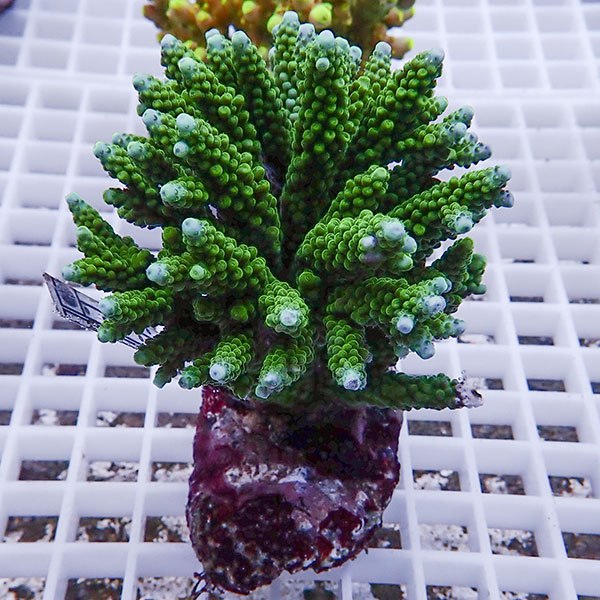 【サンゴ現物105】ブリードミドリイシ !15時までのご注文で当日発送 【ミドリイシ】(t214