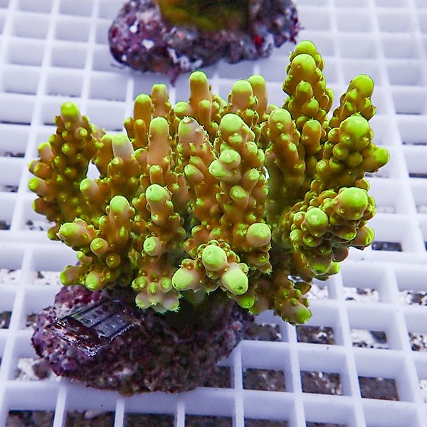 【サンゴ現物106】ブリードミドリイシ !15時までのご注文で当日発送 【ミドリイシ】(t214