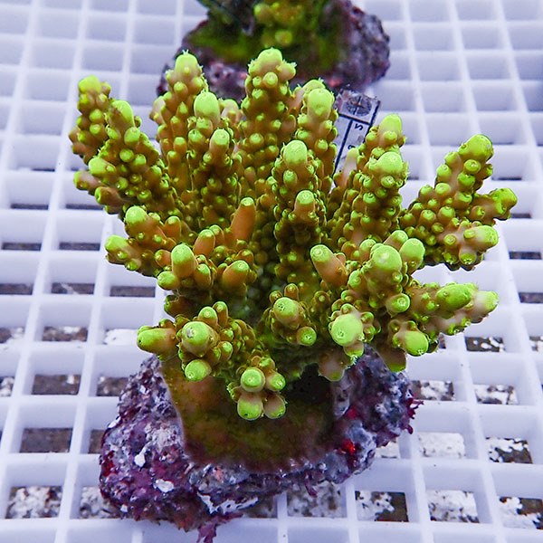 【サンゴ現物107】ブリードミドリイシ !15時までのご注文で当日発送 【ミドリイシ】(t214