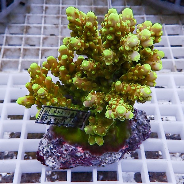 【サンゴ現物108】ブリードミドリイシ !15時までのご注文で当日発送 【ミドリイシ】(t214