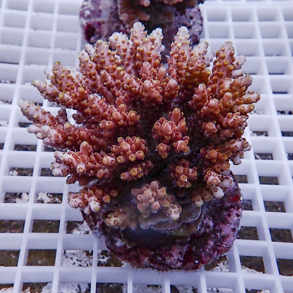 【サンゴ現物109】ブリードミドリイシ !15時までのご注文で当日発送 【ミドリイシ】(t214