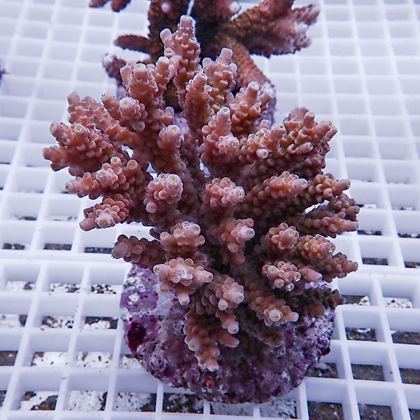 【サンゴ現物110】ブリードミドリイシ !15時までのご注文で当日発送 【ミドリイシ】(t214