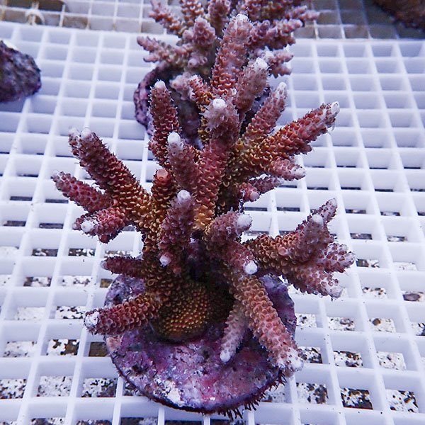 【サンゴ現物111】ブリードミドリイシ !15時までのご注文で当日発送 【ミドリイシ】(t214