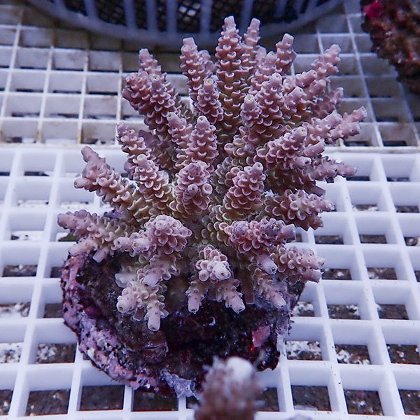 【サンゴ現物112】ブリードミドリイシ !15時までのご注文で当日発送 【ミドリイシ】(t214