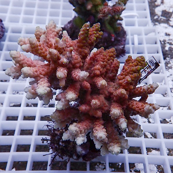 【サンゴ現物113】ブリードミドリイシ !15時までのご注文で当日発送 【ミドリイシ】(t214