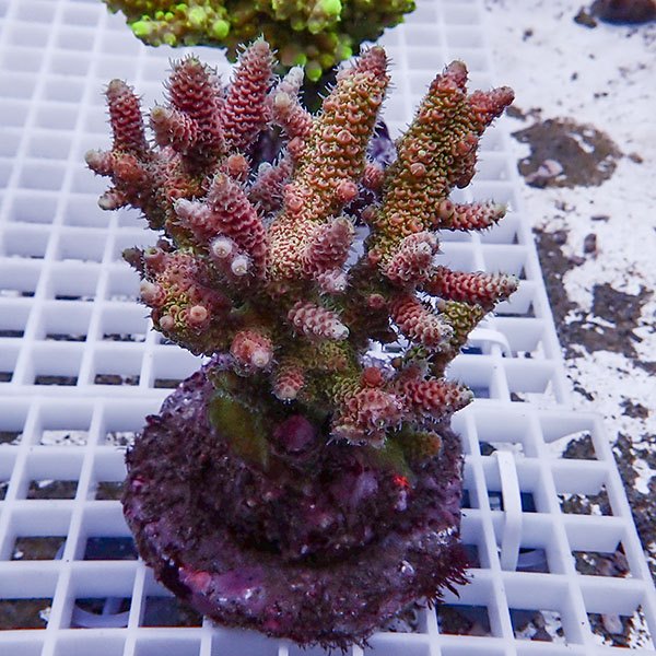 【サンゴ現物114】ブリードミドリイシ !15時までのご注文で当日発送 【ミドリイシ】(t214