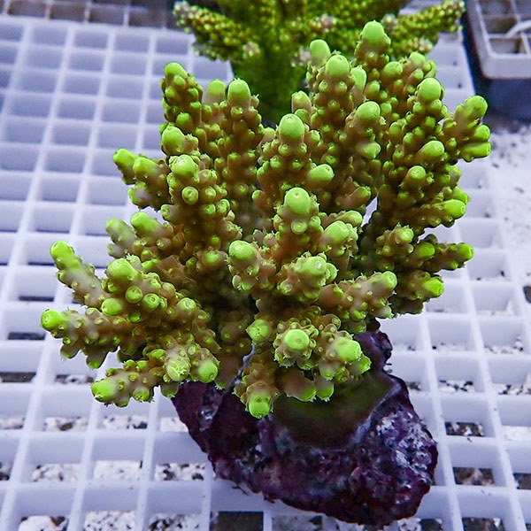 【サンゴ現物115】ブリードミドリイシ !15時までのご注文で当日発送 【ミドリイシ】(t214