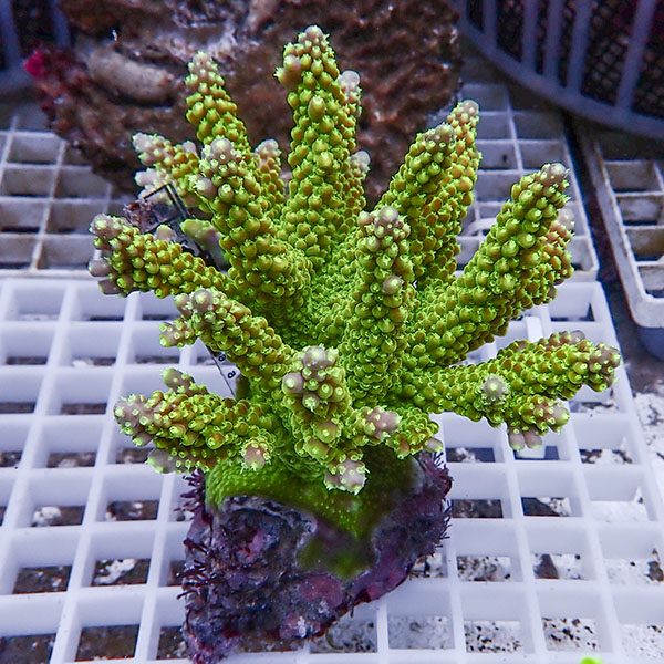 【サンゴ現物116】ブリードミドリイシ !15時までのご注文で当日発送 【ミドリイシ】(t214